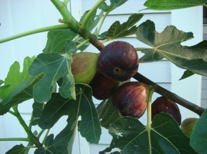 fig-fruit
